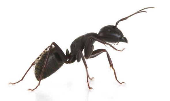 An Ant as a metaphor for using fields and methods